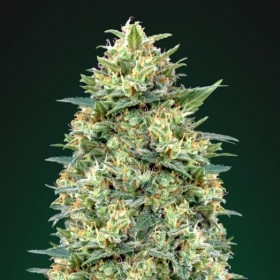 Auto White Widow Feminized