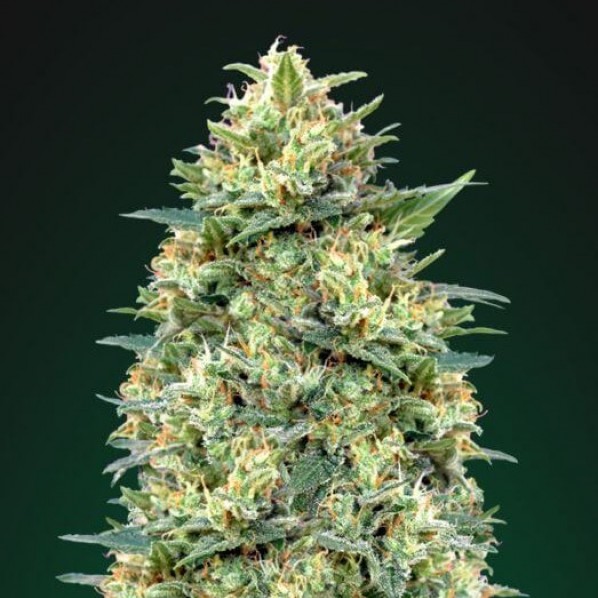 Auto White Widow Feminized