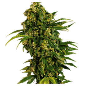 Black Widow Feminized