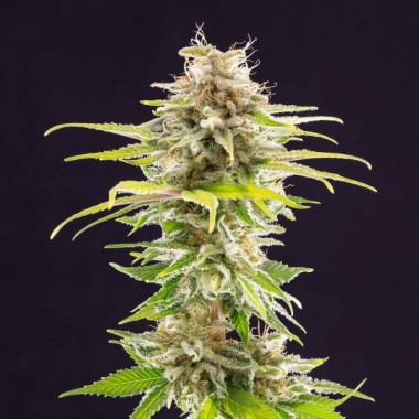 OG Kush Feminized